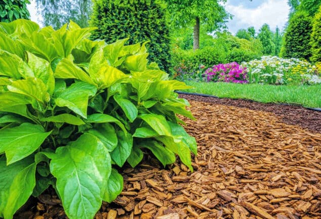 Copeaux de bois utilisés comme paillis naturel dans un jardin, entourant des plantes et améliorant le sol.