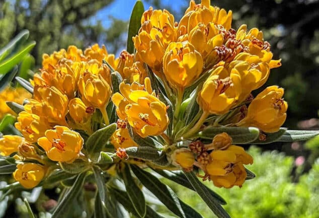 Gros plan réaliste sur une fleur d'immortelle jaune en pleine lumière naturelle, avec des détails nets sur ses pétales et son feuillage argenté.