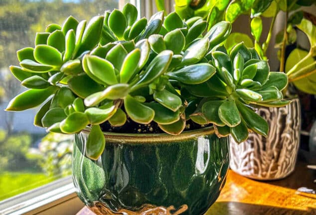Gros plan réaliste d'une plante de jade en pot, avec des feuilles vertes brillantes, photographiée avec un iPhone 16 Pro