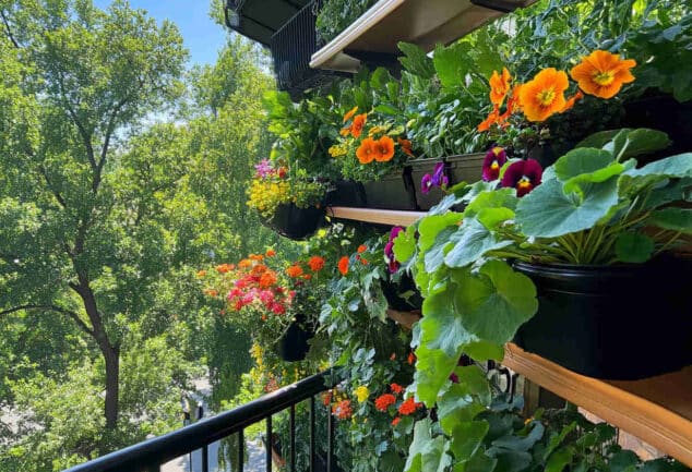 Potager en hauteur avec légumes verts luxuriants et herbes aromatiques, vu en détail sous un soleil doux dans un jardin urbain.